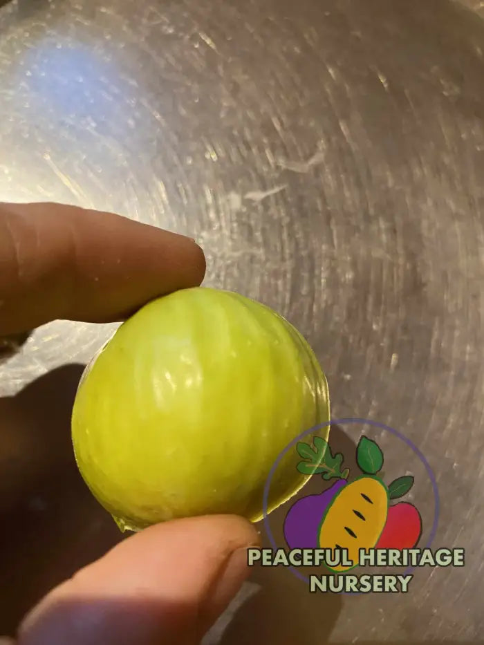 Peter’s Honey Fig - Naturally Grown ORGANIC