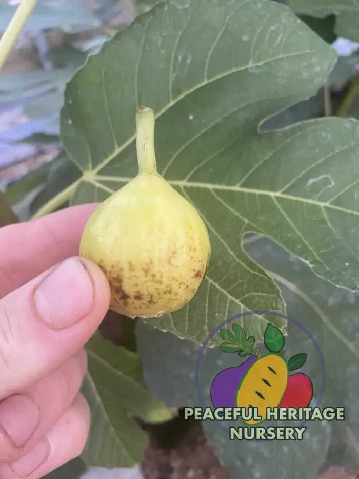 Peter’s Honey Fig - Naturally Grown ORGANIC