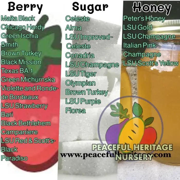 Peter’s Honey Fig - Naturally Grown ORGANIC