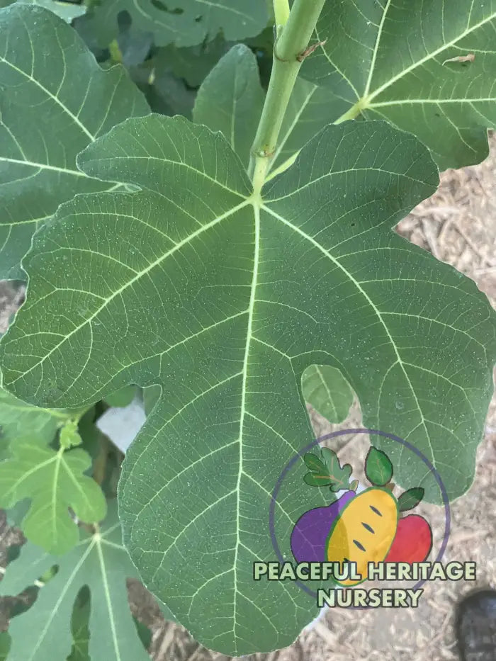 Peter’s Honey Fig - Naturally Grown ORGANIC