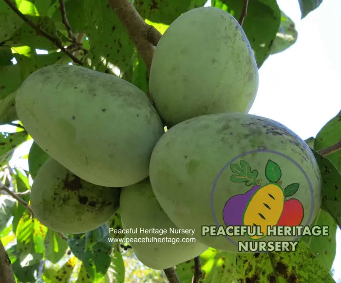 Potomac ® Pawpaw Trees For Sale | Peaceful Heritage