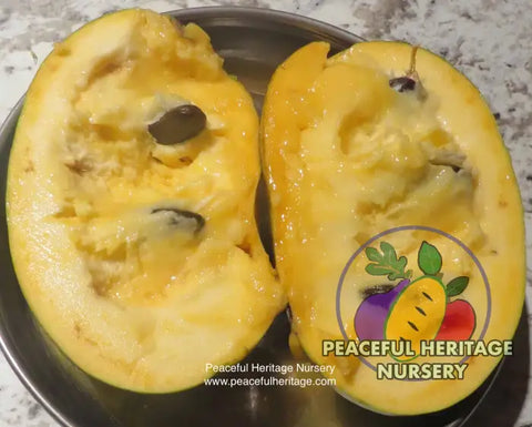 Prima Pawpaw Tree - NATURALLY GROWN