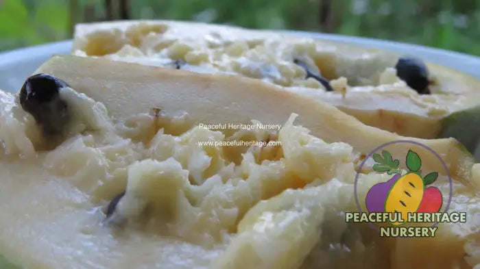 Prima Pawpaw Tree - NATURALLY GROWN Pawpaw Trees For Sale