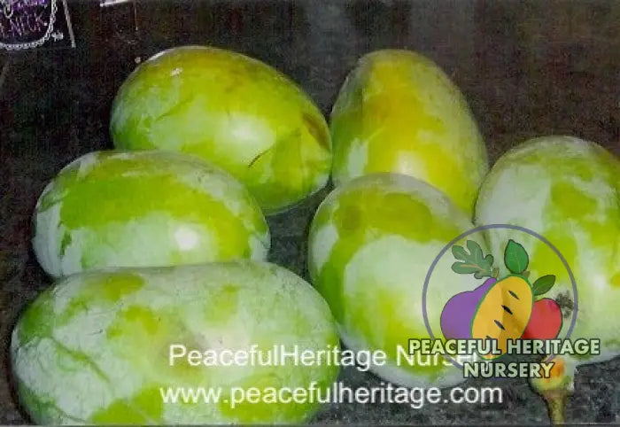 Prima Pawpaw Tree - NATURALLY GROWN Pawpaw Trees For Sale