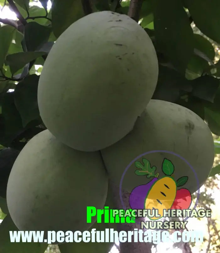 Prima Pawpaw Tree - NATURALLY GROWN Pawpaw Trees For Sale