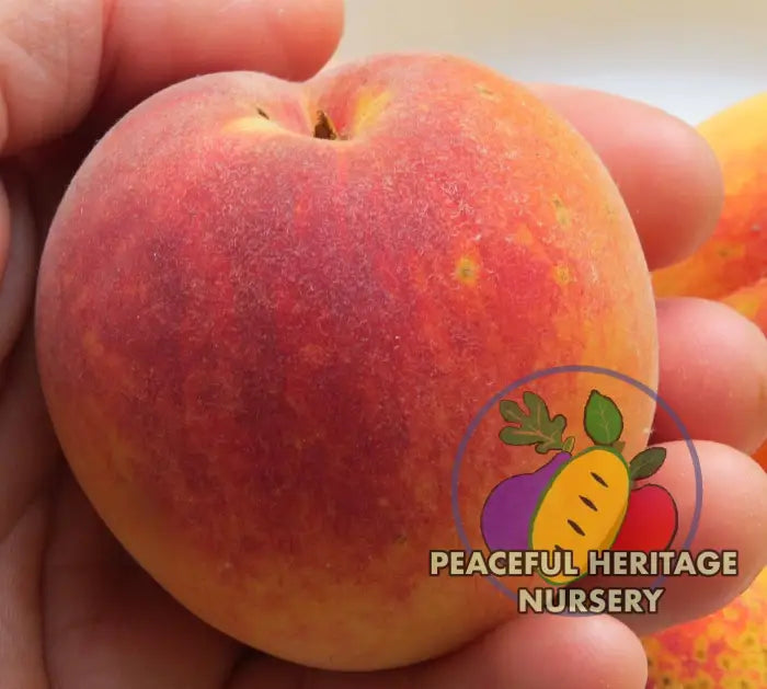Redskin Peach | Peaceful Heritage Nursery Peach Trees For Sale