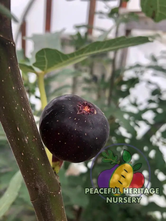 Ronde de Bordeaux Fig - Naturally Grown Naturally Grown Fig Trees For Sale