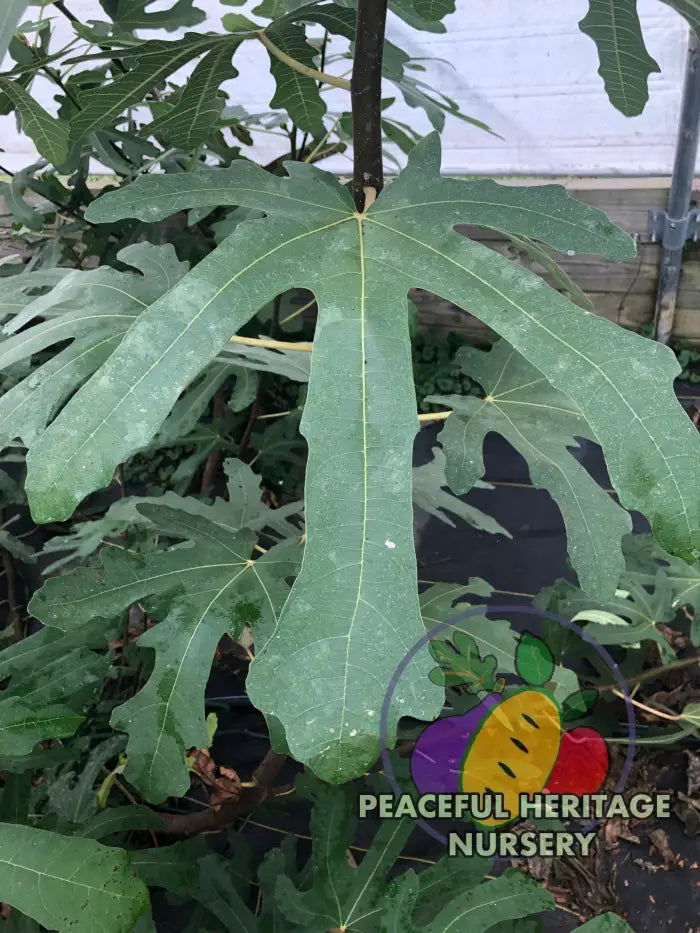 Ronde de Bordeaux Fig - Naturally Grown Naturally Grown Fig Trees For Sale