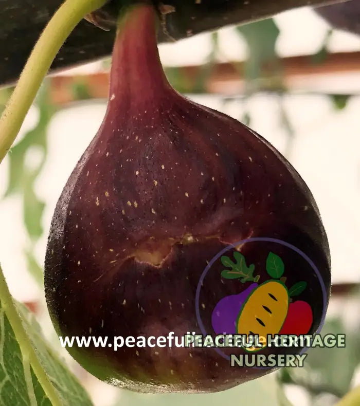 Ronde de Bordeaux Fig - Naturally Grown Naturally Grown Fig Trees For Sale