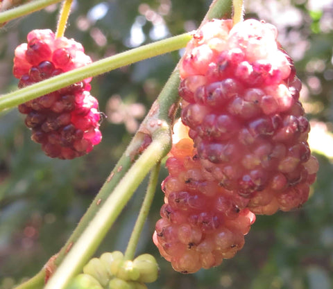 Honeydrops Mulberry - NATURALLY GROWN
