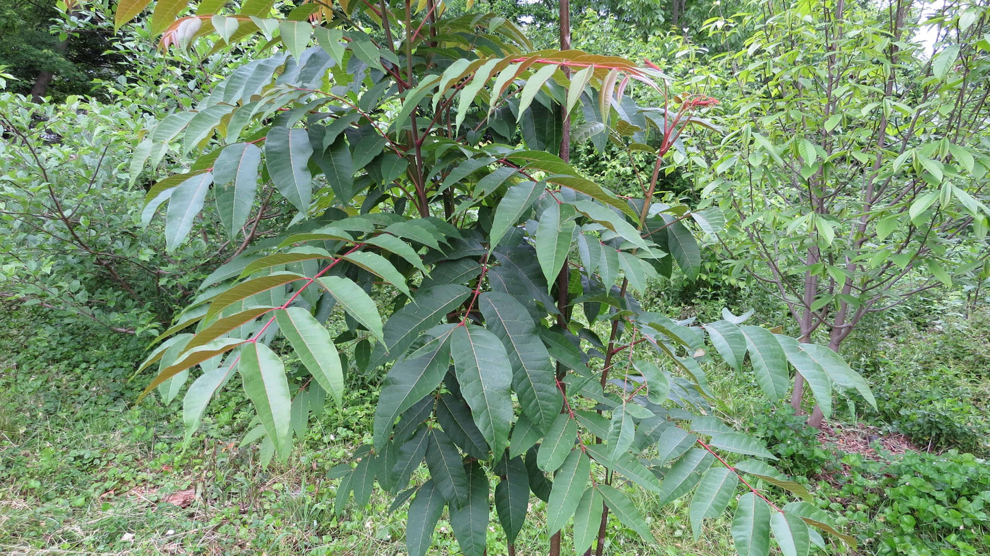 Arugula Tree Fragrant Spring Tree Toona Sinensis | Peaceful Heritage Nursery