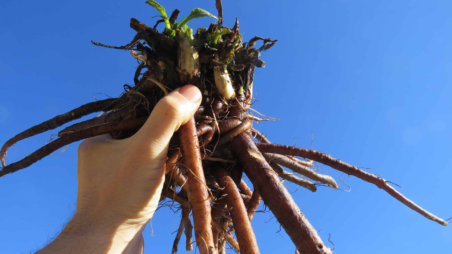 Comfrey Root Cuttings Bocking 14 - Naturally Grown