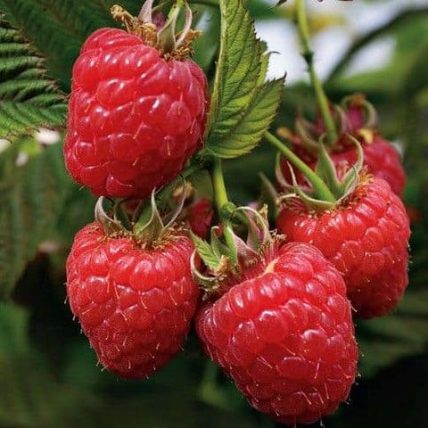 Heritage Everbearing Red Raspberry - Bundles