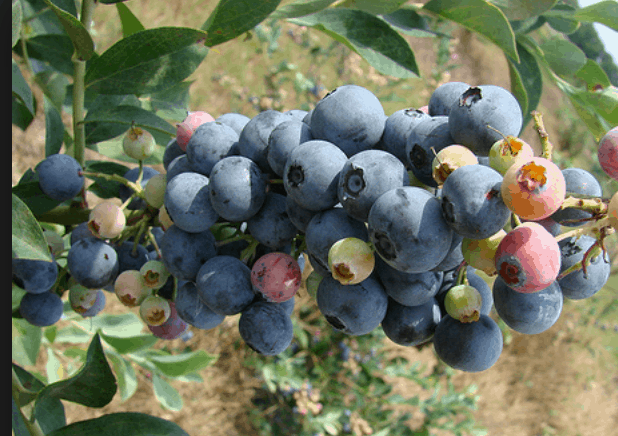 Climax Rabbiteye Blueberry