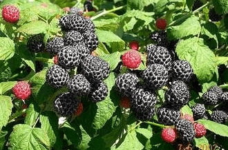 Niwot Everbearing Black Raspberry - Bundles