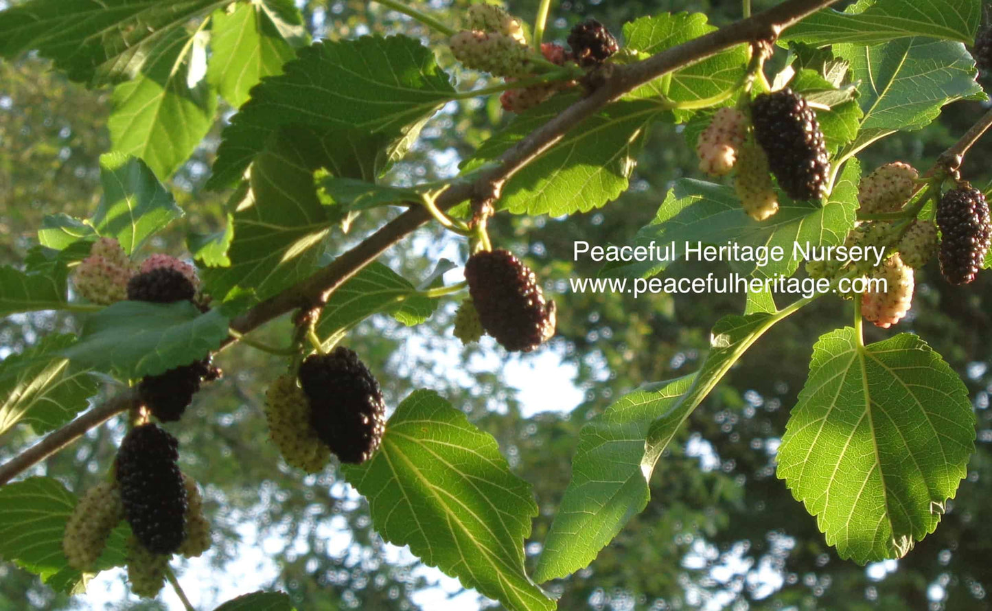 Illinois Everbearing Mulberry - Naturally Grown