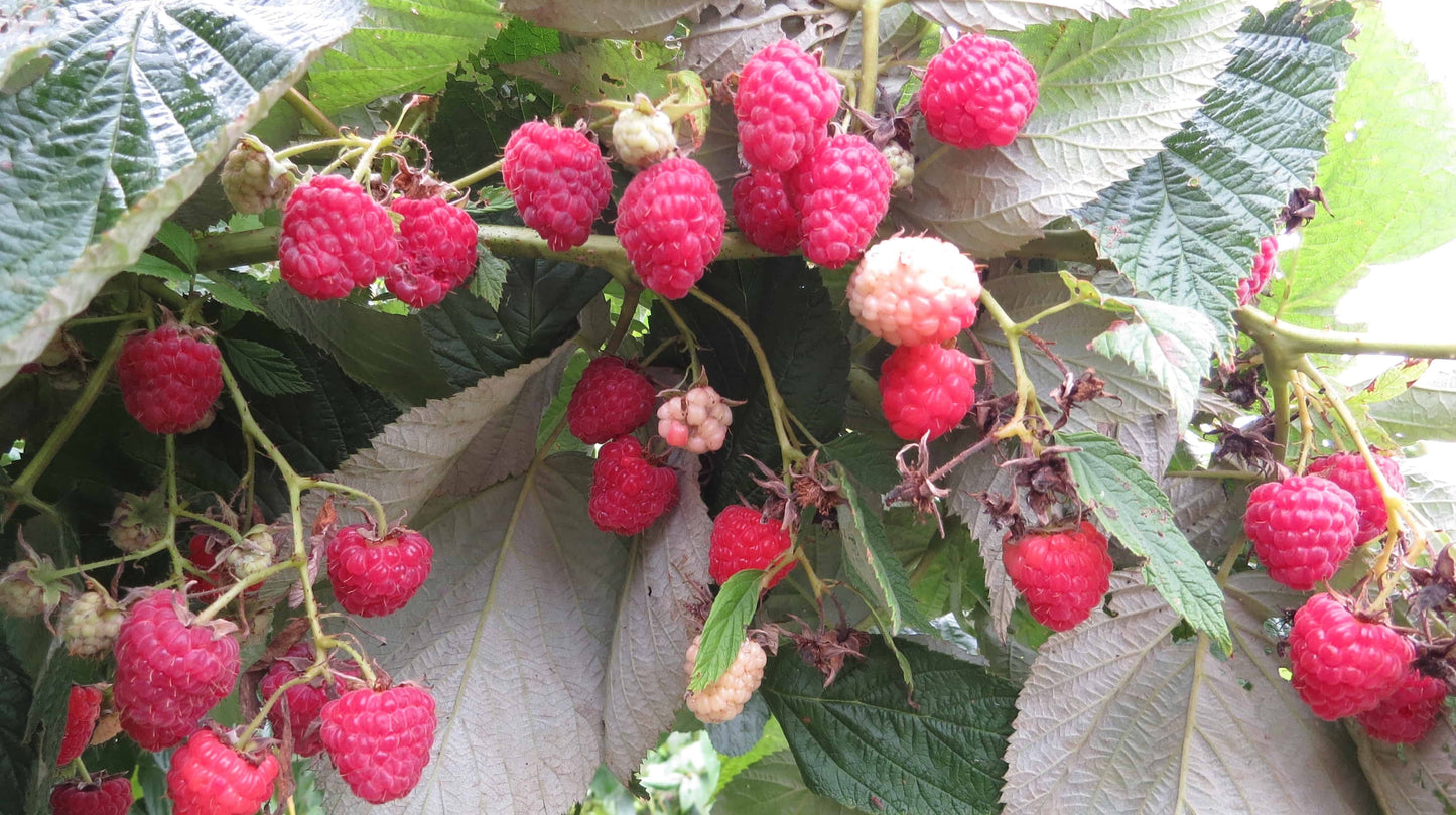 Caroline Red Raspberry - Bundles