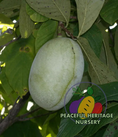 Shenandoah ™ Pawpaw Tree - NATURALLY GROWN