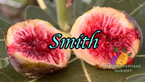 Smith Fig Tree - Naturally Grown
