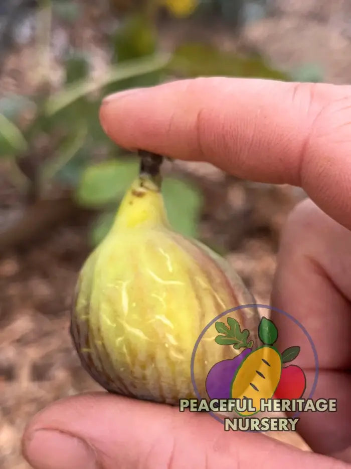 Smith Fig Tree - Naturally Grown Naturally Grown Fig Trees For Sale