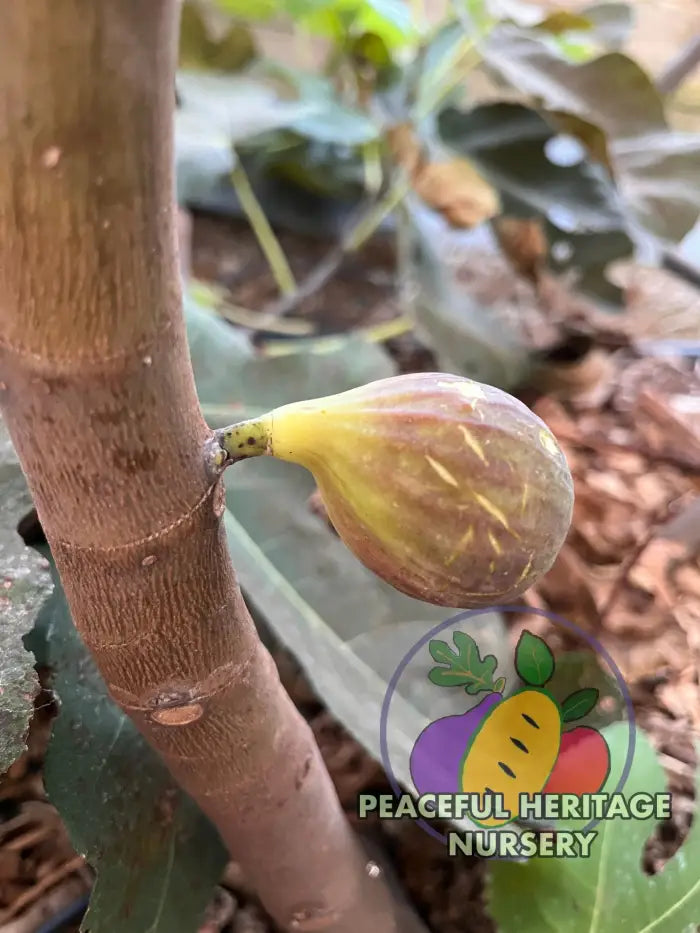Smith Fig Tree - Naturally Grown Naturally Grown Fig Trees For Sale
