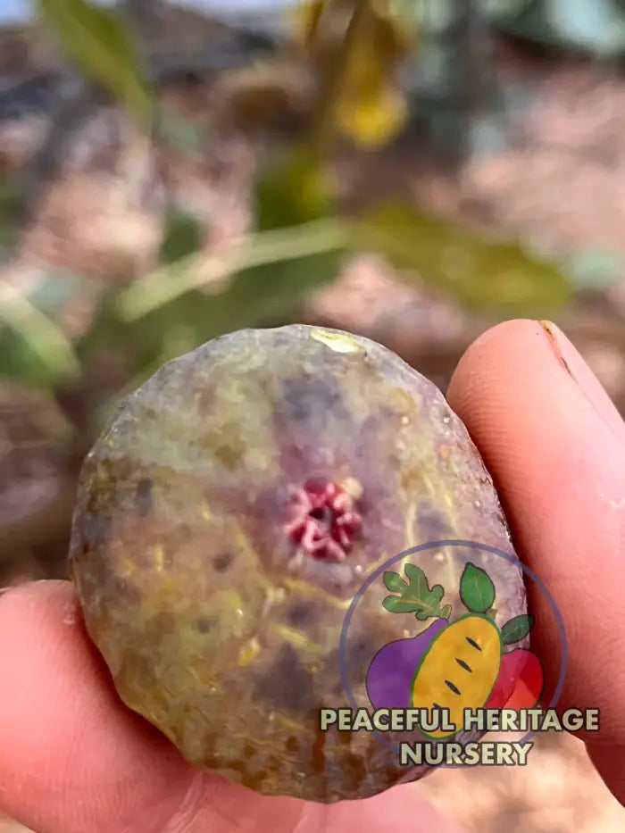 Smith Fig Tree - Naturally Grown Naturally Grown Fig Trees For Sale