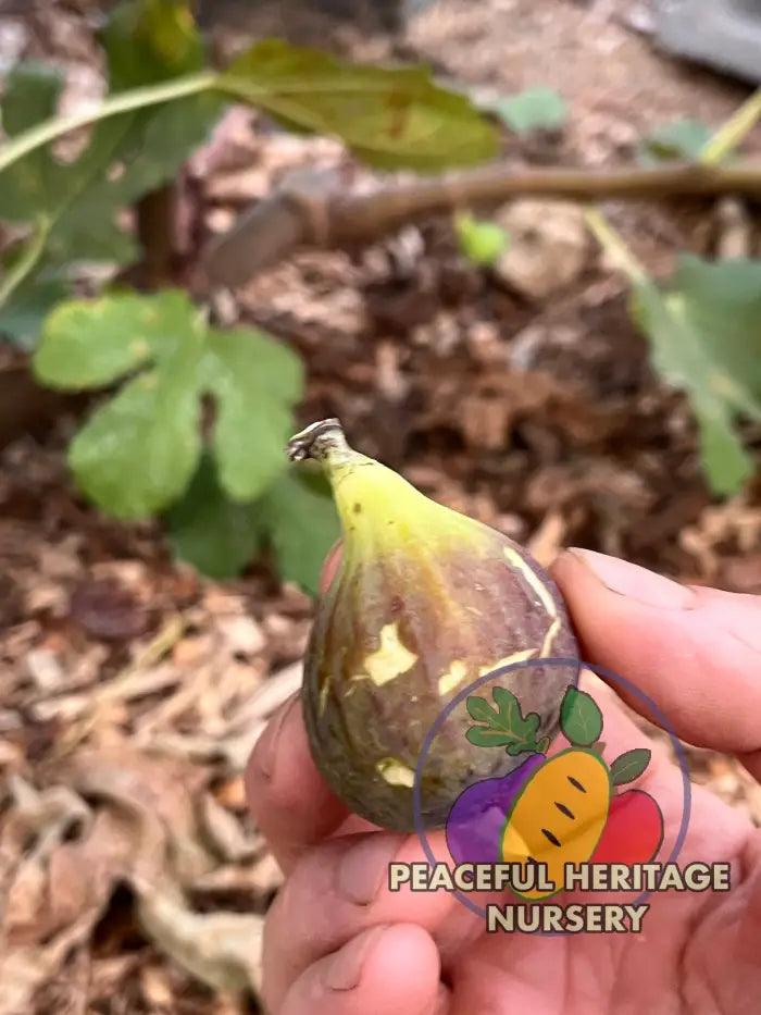 Smith Fig Tree - Naturally Grown Naturally Grown Fig Trees For Sale
