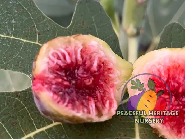 Smith Fig Tree - Naturally Grown Naturally Grown Fig Trees For Sale