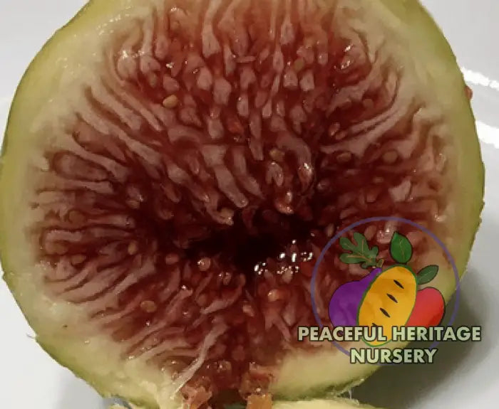 Smith Fig Tree - Naturally Grown Naturally Grown Fig Trees For Sale