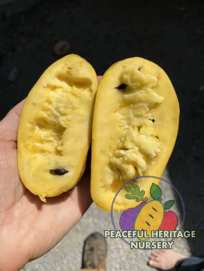 Sri Gold Pawpaw Tree - Naturally Grown Pawpaw Trees For Sale