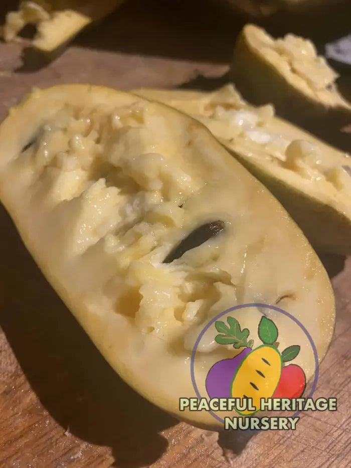 Sri Gold Pawpaw Tree - Naturally Grown Pawpaw Trees For Sale