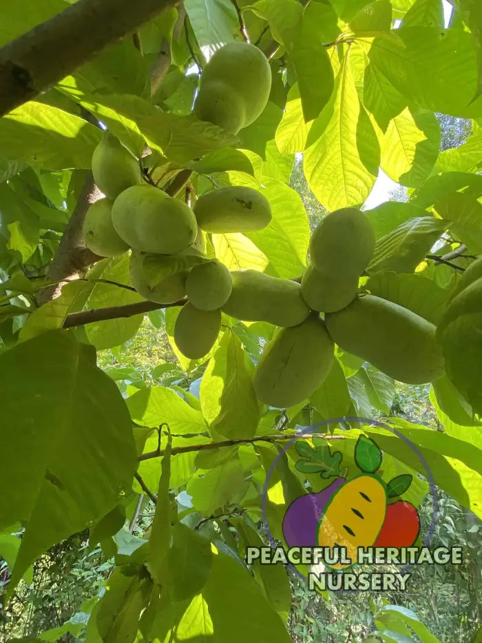 Sri Gold Pawpaw Tree - Naturally Grown Pawpaw Trees For Sale