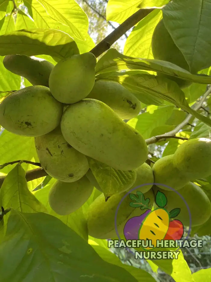 Sri Gold Pawpaw Tree - Naturally Grown Pawpaw Trees For Sale