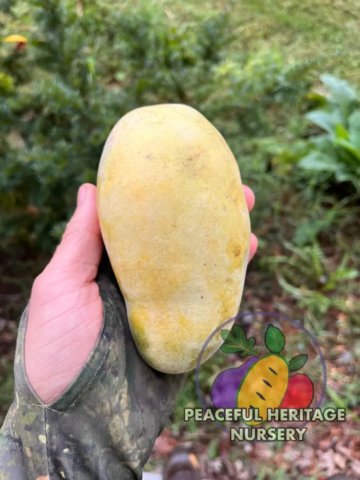 Sri Gold Pawpaw Tree - Naturally Grown Pawpaw Trees For Sale