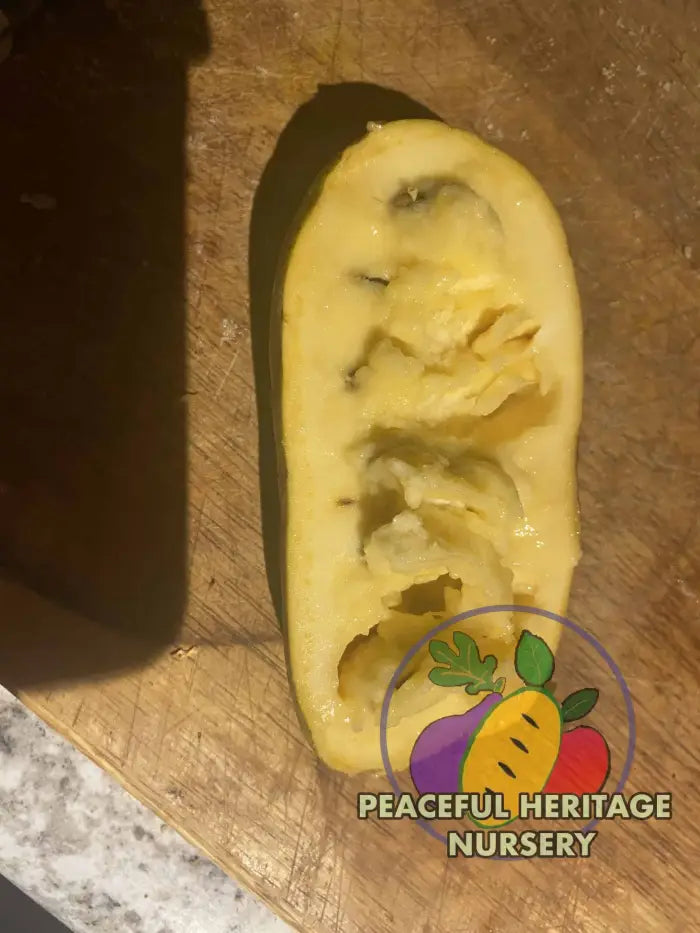 Sri Gold Pawpaw Tree - Naturally Grown Pawpaw Trees For Sale