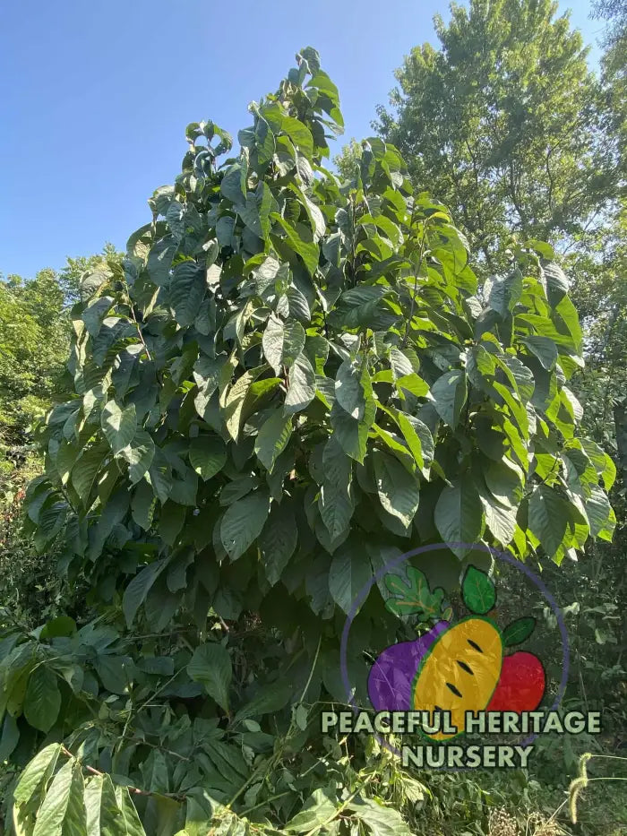 Sri Gold Pawpaw Tree - Naturally Grown Pawpaw Trees For Sale