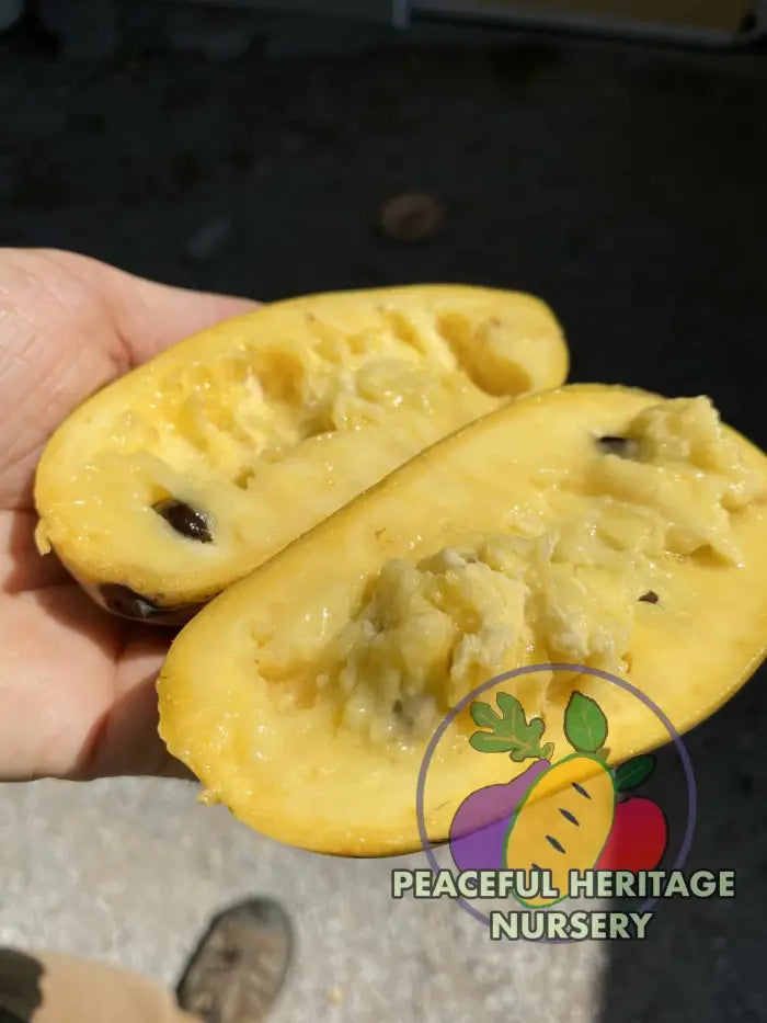 Sri Gold Pawpaw Tree - Naturally Grown Pawpaw Trees For Sale
