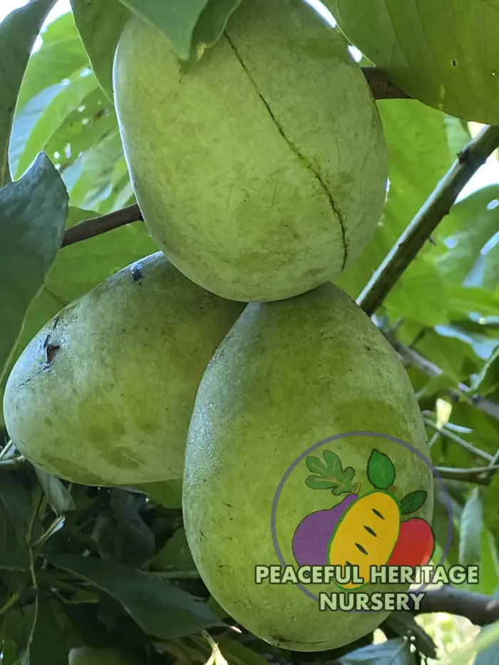 Sri Gold Pawpaw Tree - Naturally Grown Pawpaw Trees For Sale