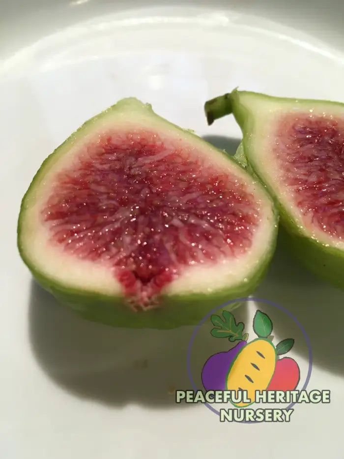 Strawberry Jam Fig (Green Ischia) - Naturally Grown MEDIUM 1-2’ Naturally Grown Fig Trees For Sale