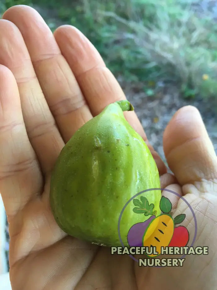 Strawberry Jam Fig (Green Ischia) - Naturally Grown Naturally Grown Fig Trees For Sale