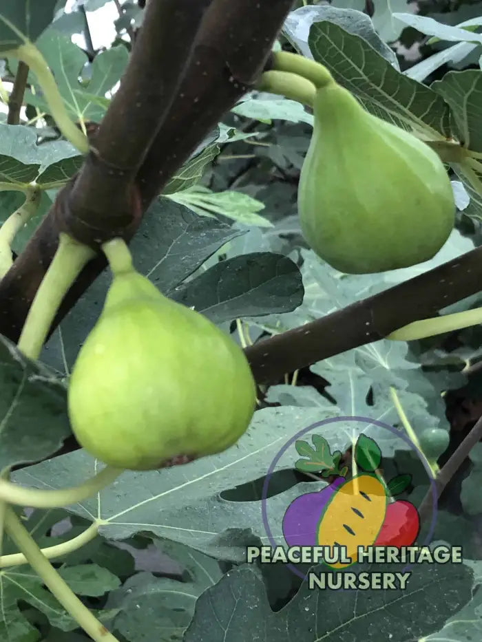 Strawberry Jam Fig (Green Ischia) - Naturally Grown Naturally Grown Fig Trees For Sale