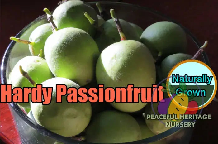 Superior Hardy Passionfruit Vine Plant Bundles - NATURALLY GROWN 3 Plants ORGANIC