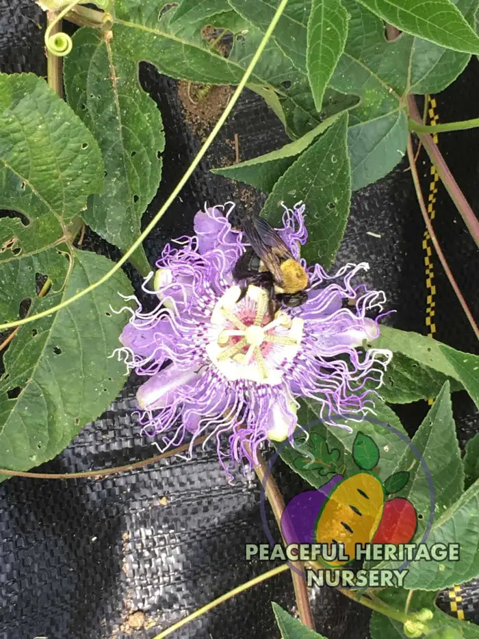 Superior Hardy Passionfruit Vine Plant Bundles - NATURALLY GROWN ORGANIC