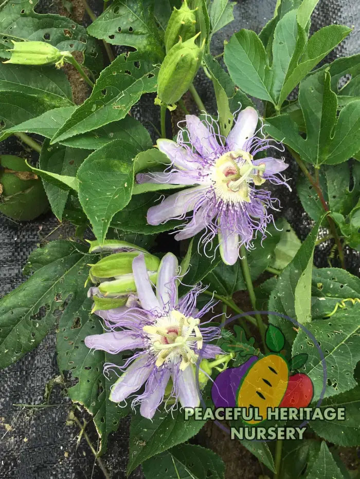 Superior Hardy Passionfruit Vine Plant Bundles - NATURALLY GROWN ORGANIC