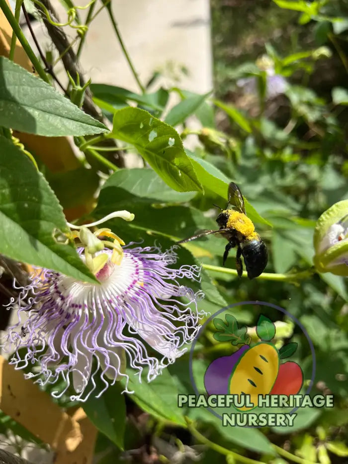 Superior Hardy Passionfruit Vine Plant Bundles - NATURALLY GROWN ORGANIC