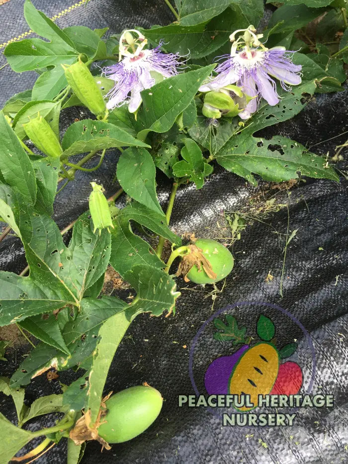 Superior Hardy Passionfruit Vine Plant Bundles - NATURALLY GROWN ORGANIC