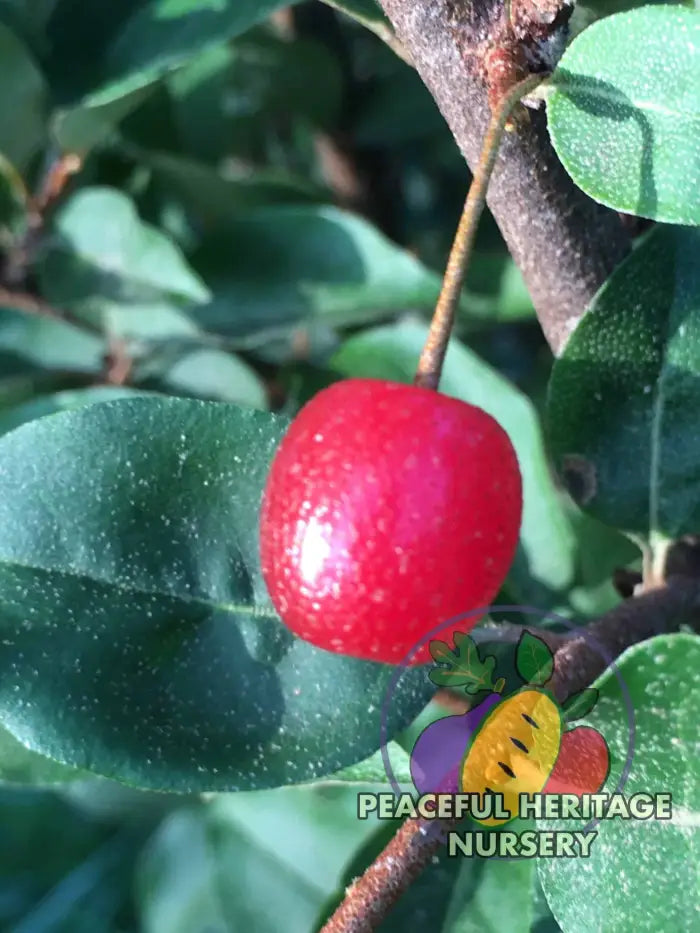 Sweet Scarlett TM Goumi Berry Naturally Grown MEDIUM 1-2’ ORGANIC