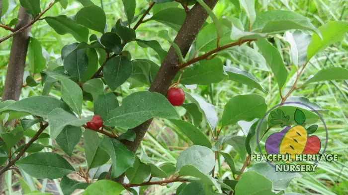 Sweet Scarlett TM Goumi Berry Naturally Grown MEDIUM 1-2’ ORGANIC