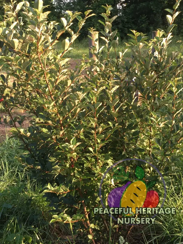 Sweet Scarlett TM Goumi Berry Naturally Grown MEDIUM 1-2’ ORGANIC