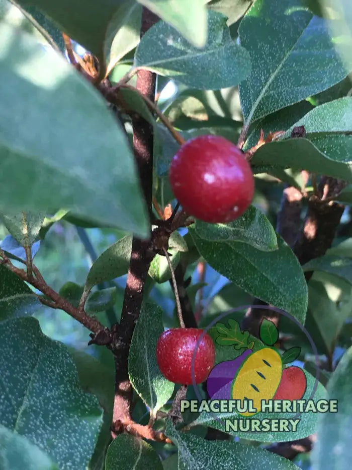 Sweet Scarlett TM Goumi Berry Naturally Grown MEDIUM 1-2’ ORGANIC